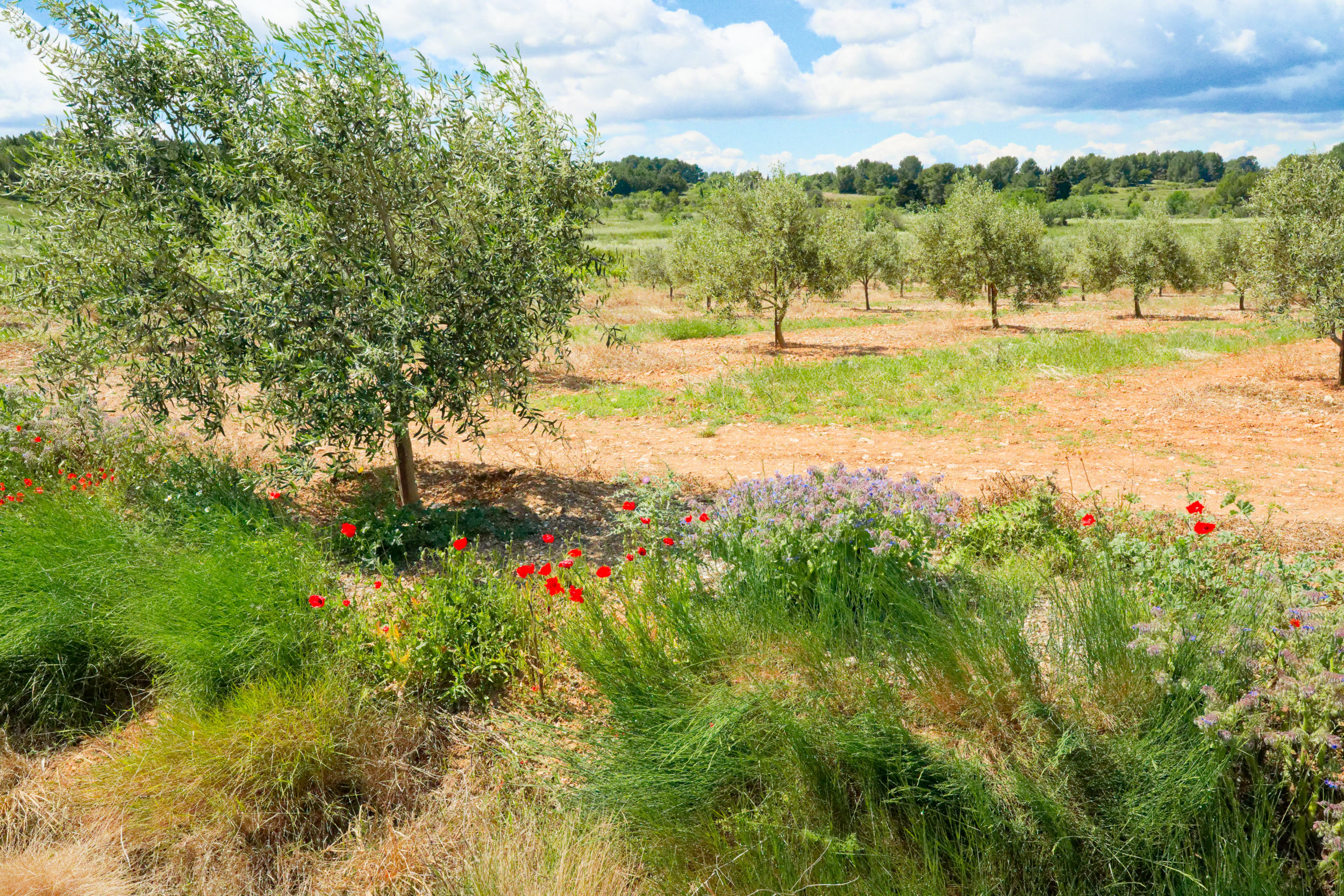 Nature et paysages — Pierre Parant Photographies