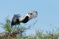 Héron cendré atterrissant sur un arbre, Camargue