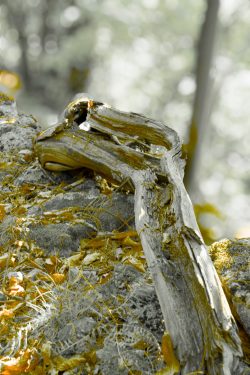 Un serpent de bois mort, immobile sous la mousse, et pourtant, ce regard qui hypnotise. "Racine de bois mort sur rocher moussu en forêt"