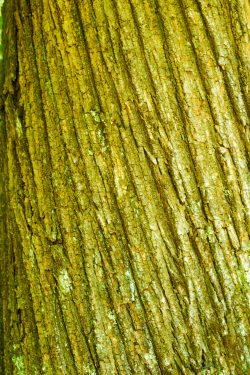 Une écorce ridée par les années, et pourtant baignée de lumière dorée, comme un visage qu'on regarde avec tendresse. Gros plan sur une écorce d'arbre striée, recouverte de lichen aux teintes dorées et vertes