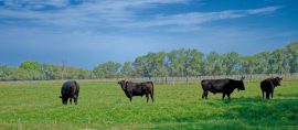 Paisibles sous le ciel bleu, ignorant que déjà se prépare le grand départ vers Vauvert. Taureaux noirs de Camargue paissant paisiblement dans un pré, sous un ciel bleu.