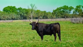 Immobile et fier, il n'a besoin de rien dire pour qu'on sache qui règne ici. Taureau noir de Camargue, debout de profil dans un pré .