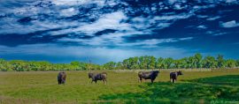 Le ciel s'emballe, pris d'un vertige que la terre, elle, ignore encore. Flambée surréaliste dans les prés Camarguais