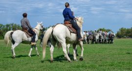 Serrés, encadrés, guidés — les quatre élus prennent la route sous l'œil des gardians. Départ des taureaux vers Vauvert