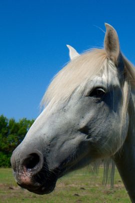 Je ne serai jamais ton esclave, mais ton ami. Portrait serré d'un cheval de Camargue
